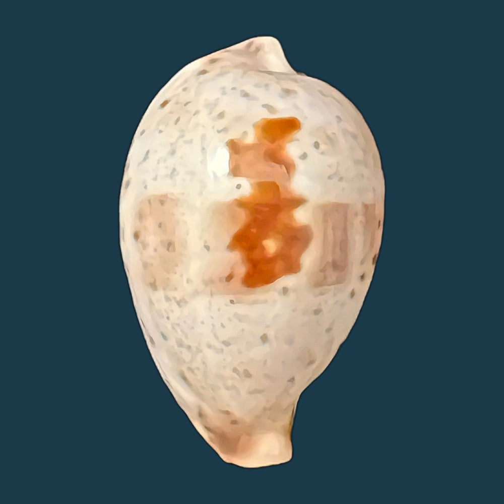 ficadusta-pulchella-pulchella-swainson-1823-28-6mm-copia