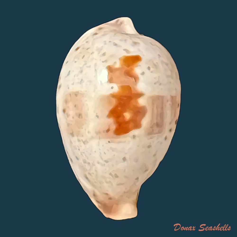 ficadusta-pulchella-pulchella-swainson-1823-28-6mm-copia