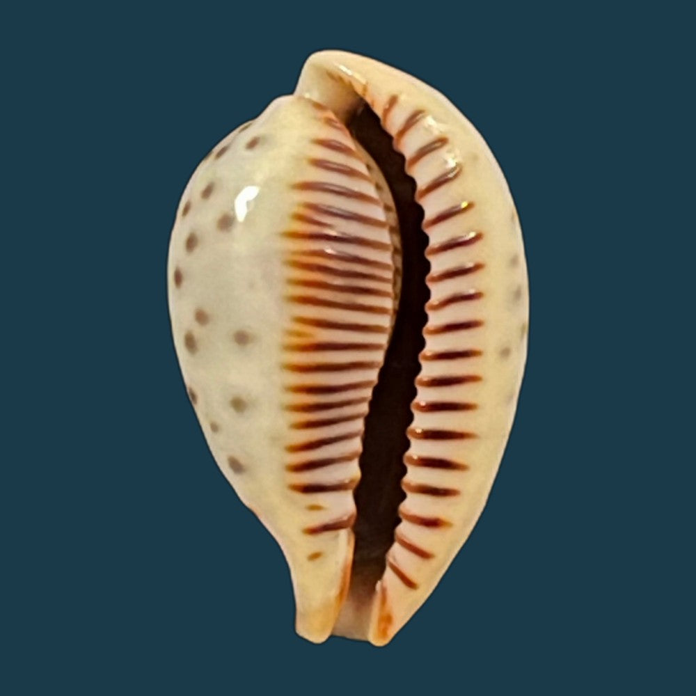 ficadusta-pulchella-pulchella-swainson-1823-28-6mm-copia