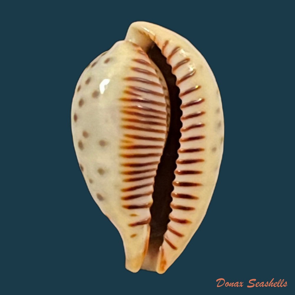 ficadusta-pulchella-pulchella-swainson-1823-28-6mm-copia