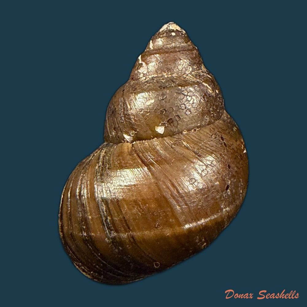 filopaludina-martensi-martensi-frauenfeld-1865-33-7mm-copia