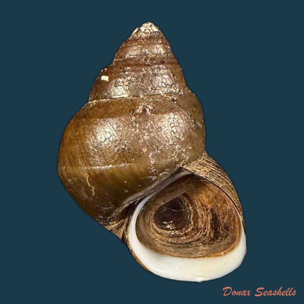 filopaludina-martensi-martensi-frauenfeld-1865-33-7mm-copia