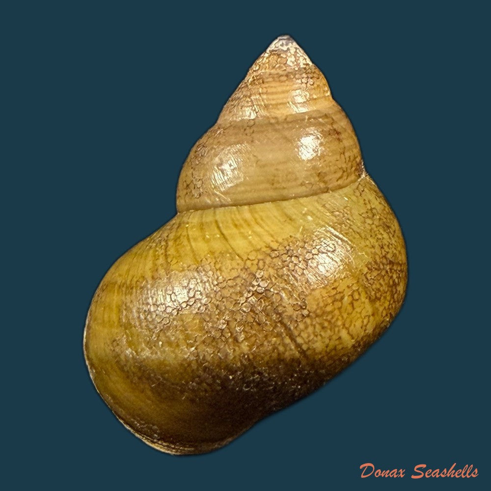 filopaludina-martensi-martensi-frauenfeld-1865-33-9mm-copia
