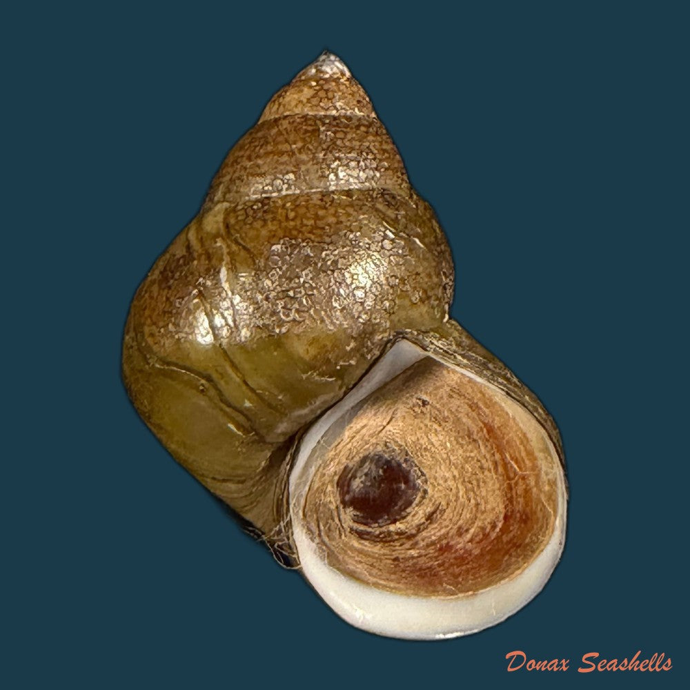 filopaludina-martensi-martensi-frauenfeld-1865-33-9mm-copia