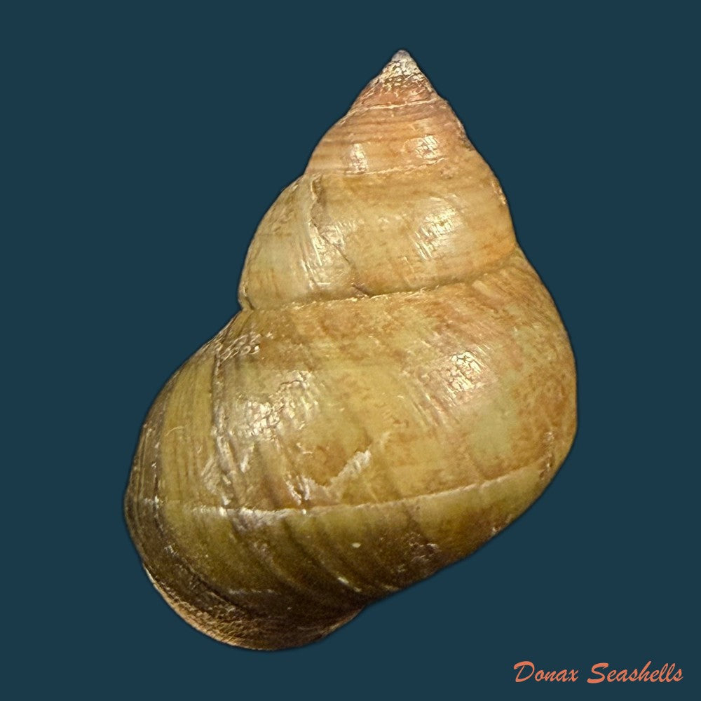 filopaludina-martensi-martensi-frauenfeld-1865-35-2mm-copia
