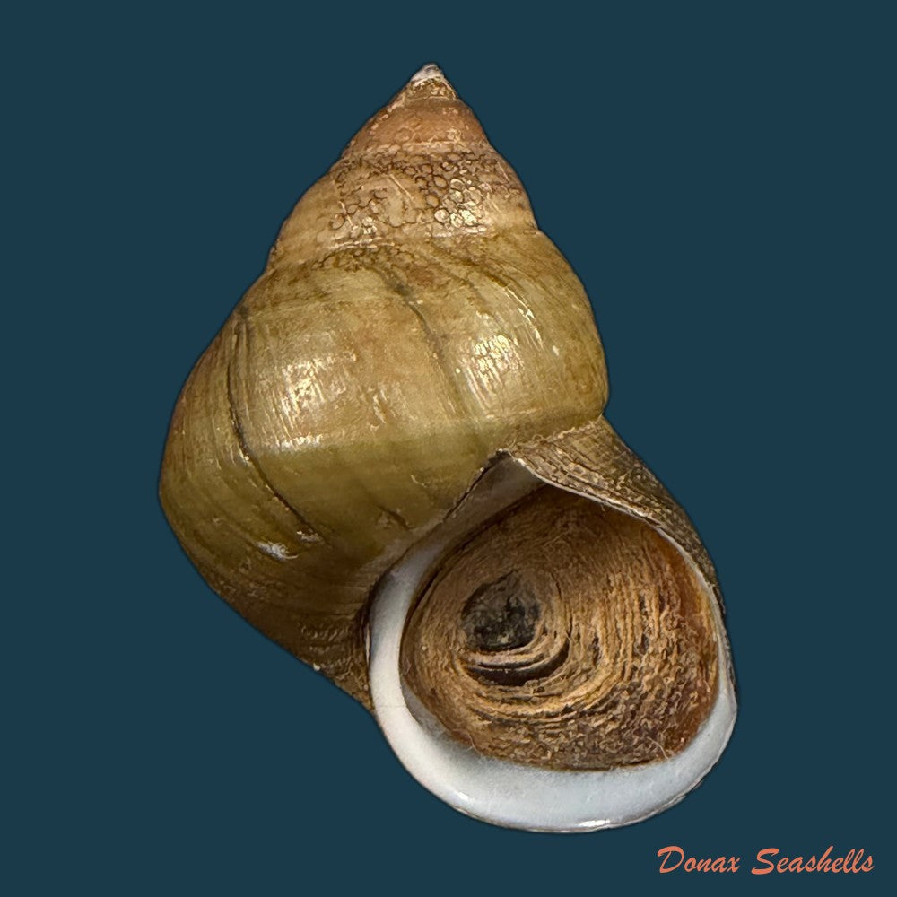 filopaludina-martensi-martensi-frauenfeld-1865-35-2mm-copia