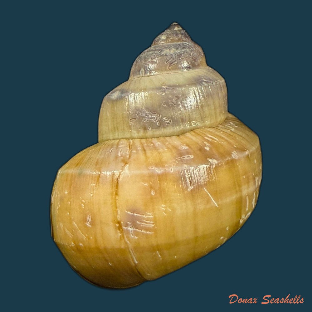 filopaludina-martensi-martensi-frauenfeld-1865-39-3mm-copia