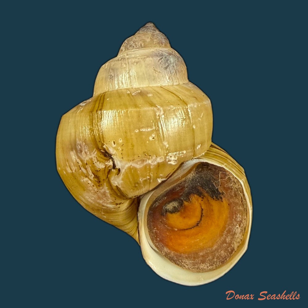 filopaludina-martensi-martensi-frauenfeld-1865-39-3mm-copia