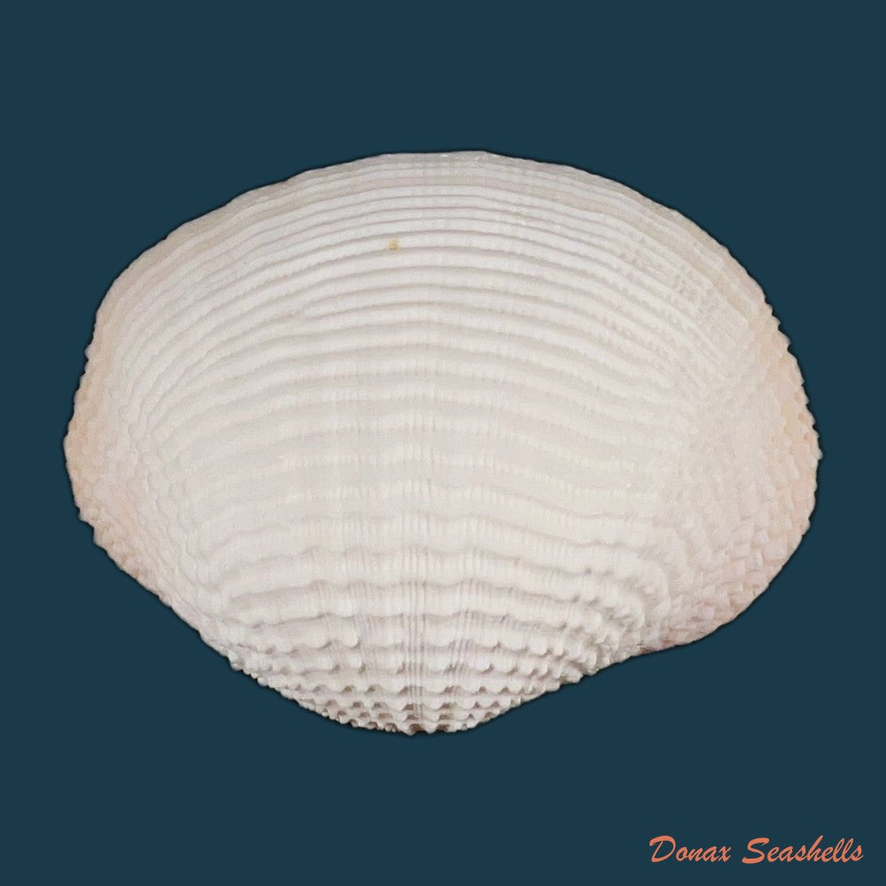 fimbria-fimbriata-linnaeus-1758-69-8mm-copia