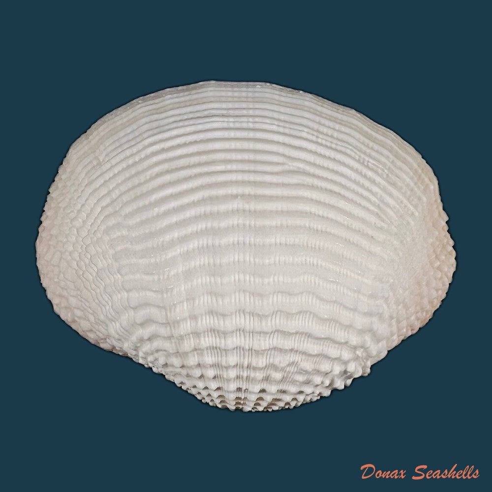 fimbria-fimbriata-linnaeus-1758-69-8mm-copia