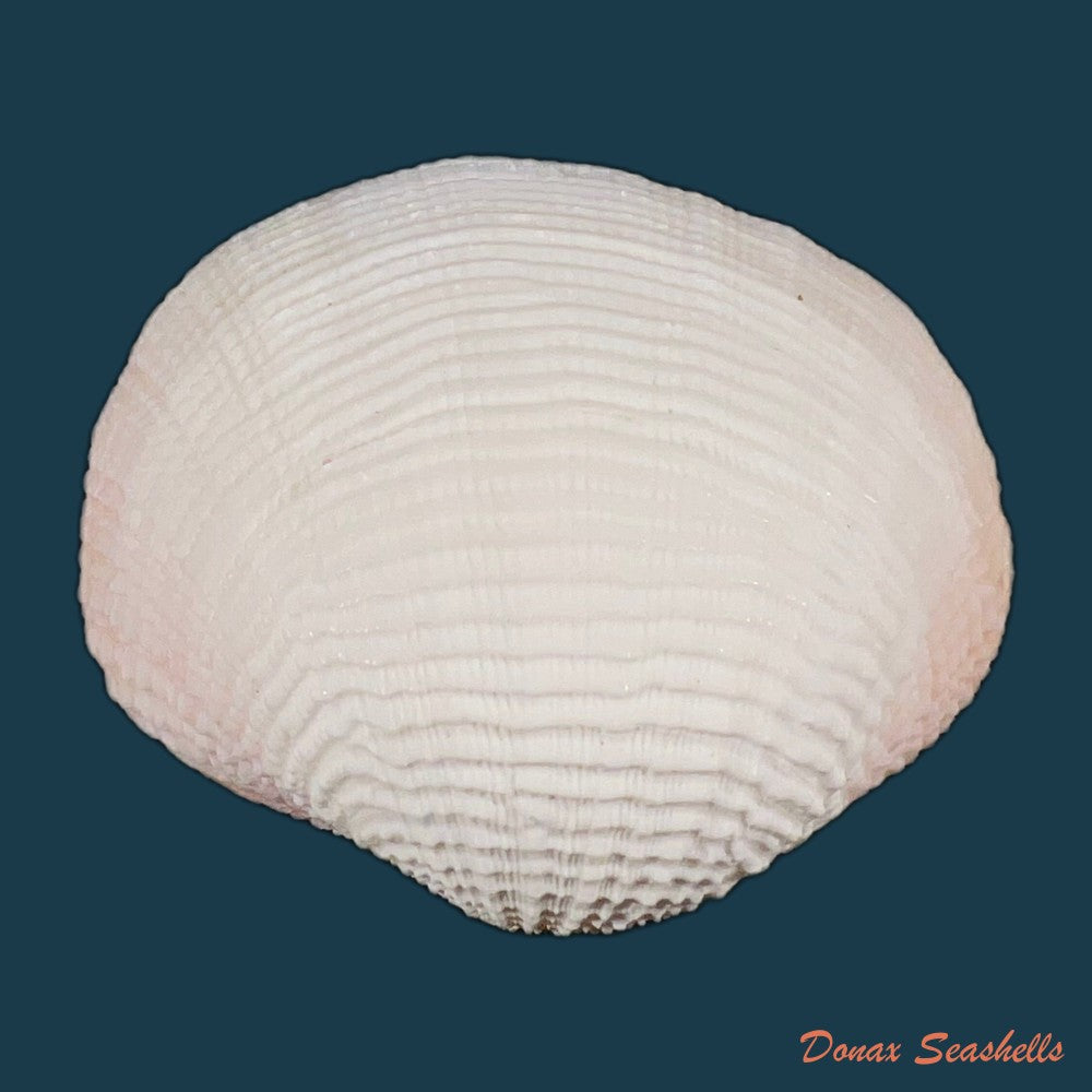 fimbria-fimbriata-linnaeus-1758-71-8mm-copia