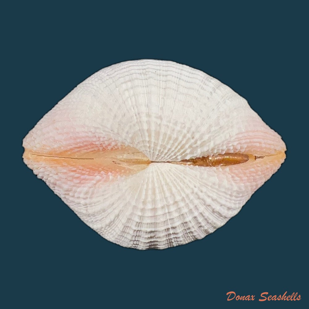 fimbria-fimbriata-linnaeus-1758-71-8mm-copia
