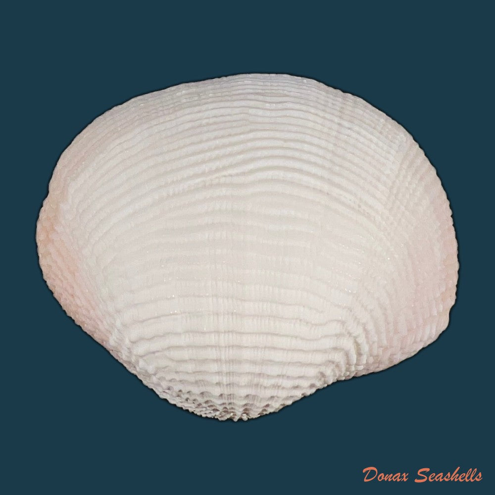 fimbria-fimbriata-linnaeus-1758-71-8mm-copia