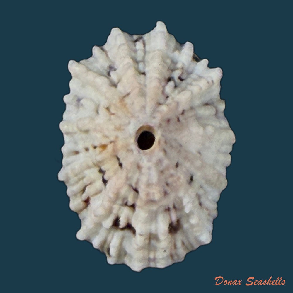 fissurella-barbadensis-gmelin-1791-18-9mm-copia