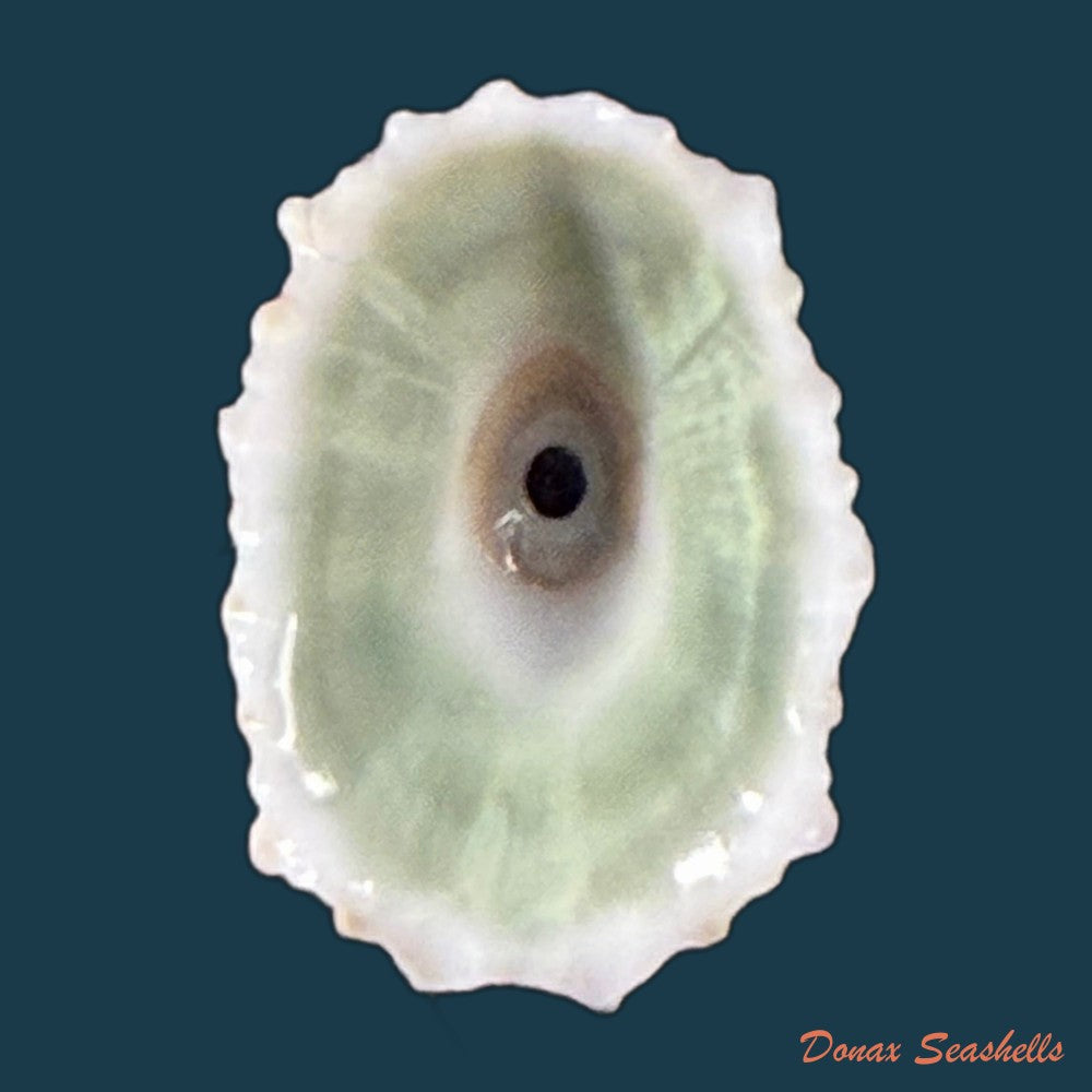 fissurella-barbadensis-gmelin-1791-18-9mm-copia