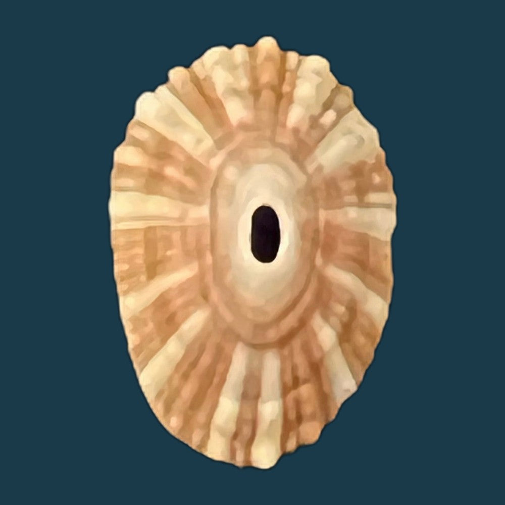 fissurella-barbadensis-gmelin-1791-29-5mm-copia-1