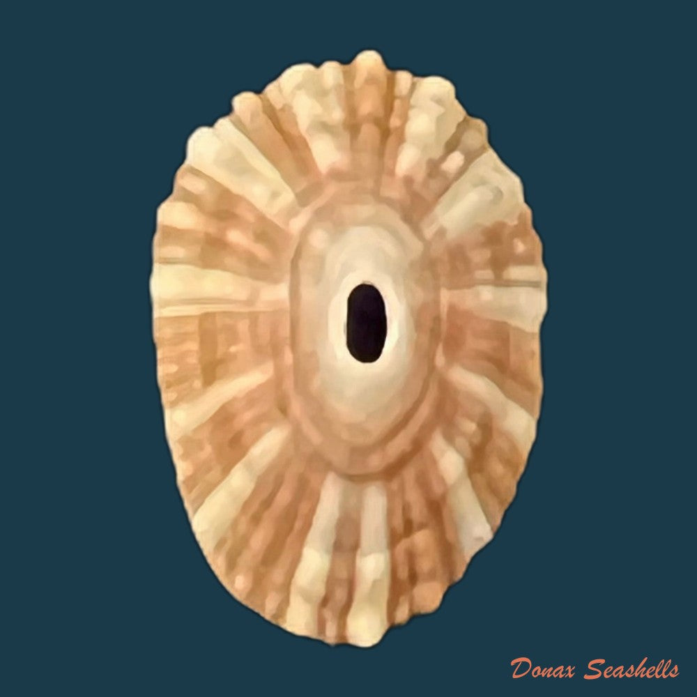 fissurella-barbadensis-gmelin-1791-29-5mm-copia-1