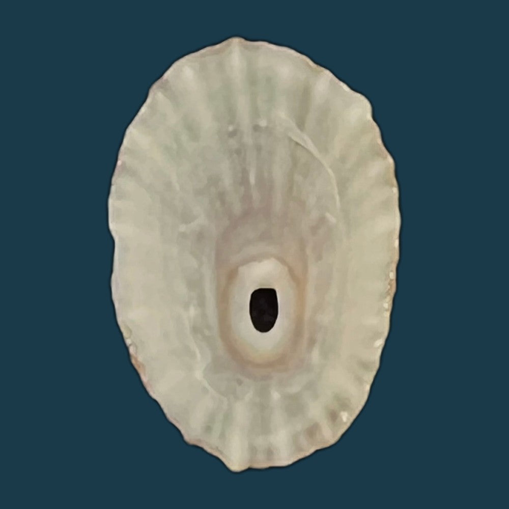 fissurella-barbadensis-gmelin-1791-29-5mm-copia-1