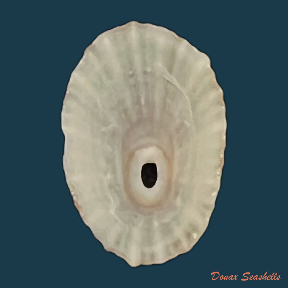 fissurella-barbadensis-gmelin-1791-29-5mm-copia-1