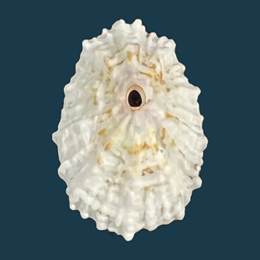 fissurella-barbadensis-gmelin-1791-29-5mm-copia