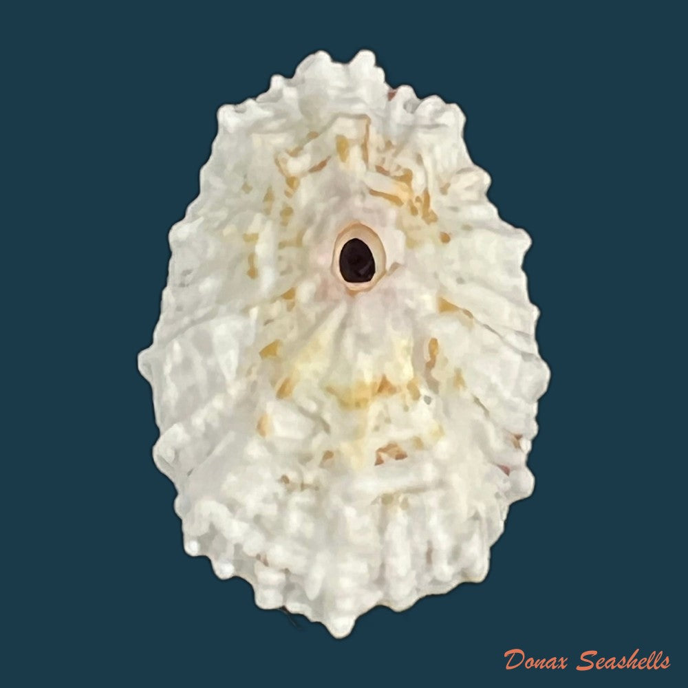 fissurella-barbadensis-gmelin-1791-29-5mm-copia