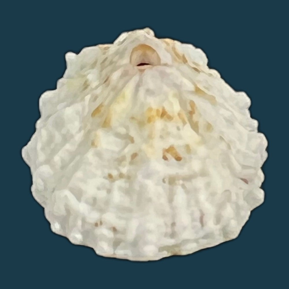 fissurella-barbadensis-gmelin-1791-29-5mm-copia