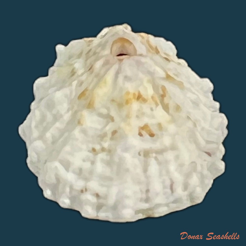 fissurella-barbadensis-gmelin-1791-29-5mm-copia