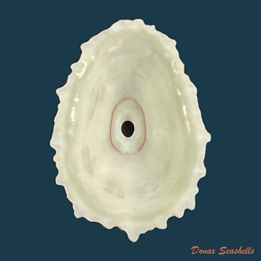 fissurella-barbadensis-gmelin-1791-29-5mm-copia