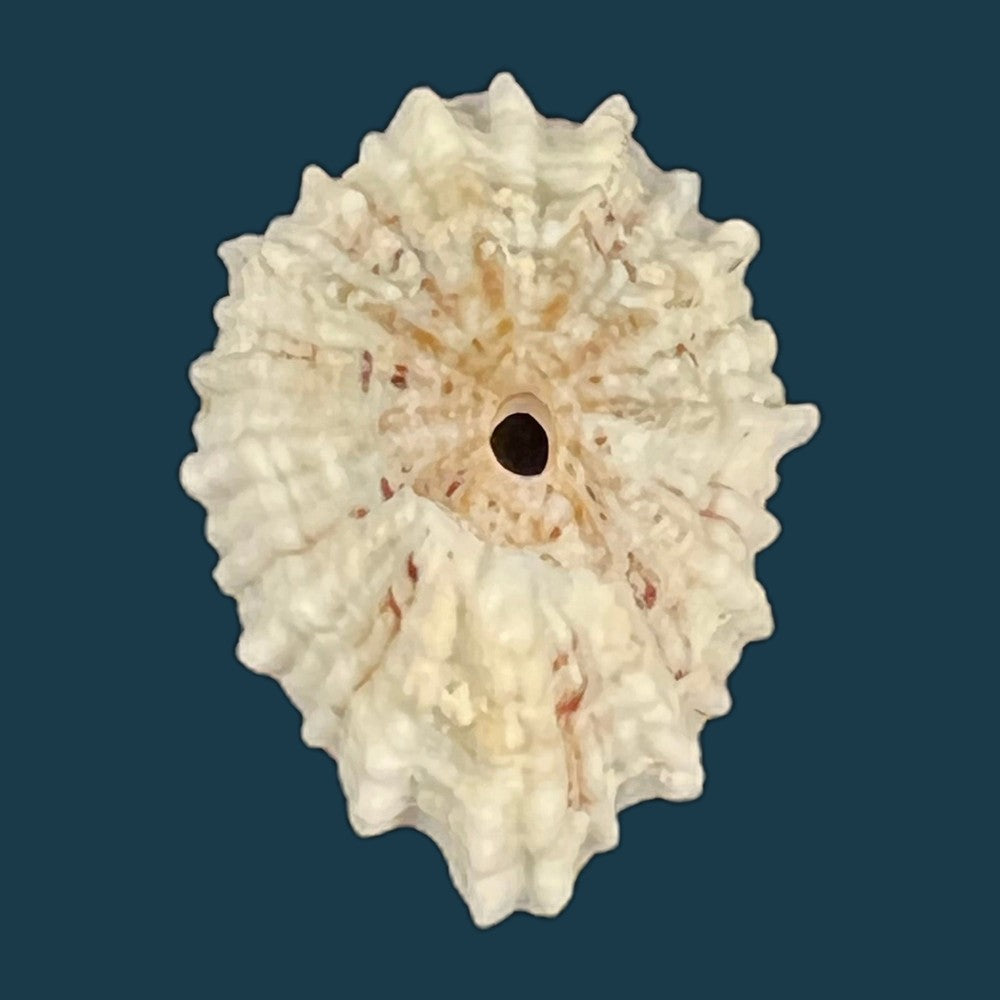 fissurella-barbadensis-gmelin-1791-copia