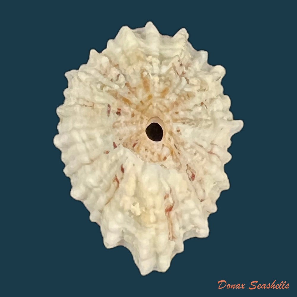 fissurella-barbadensis-gmelin-1791-copia