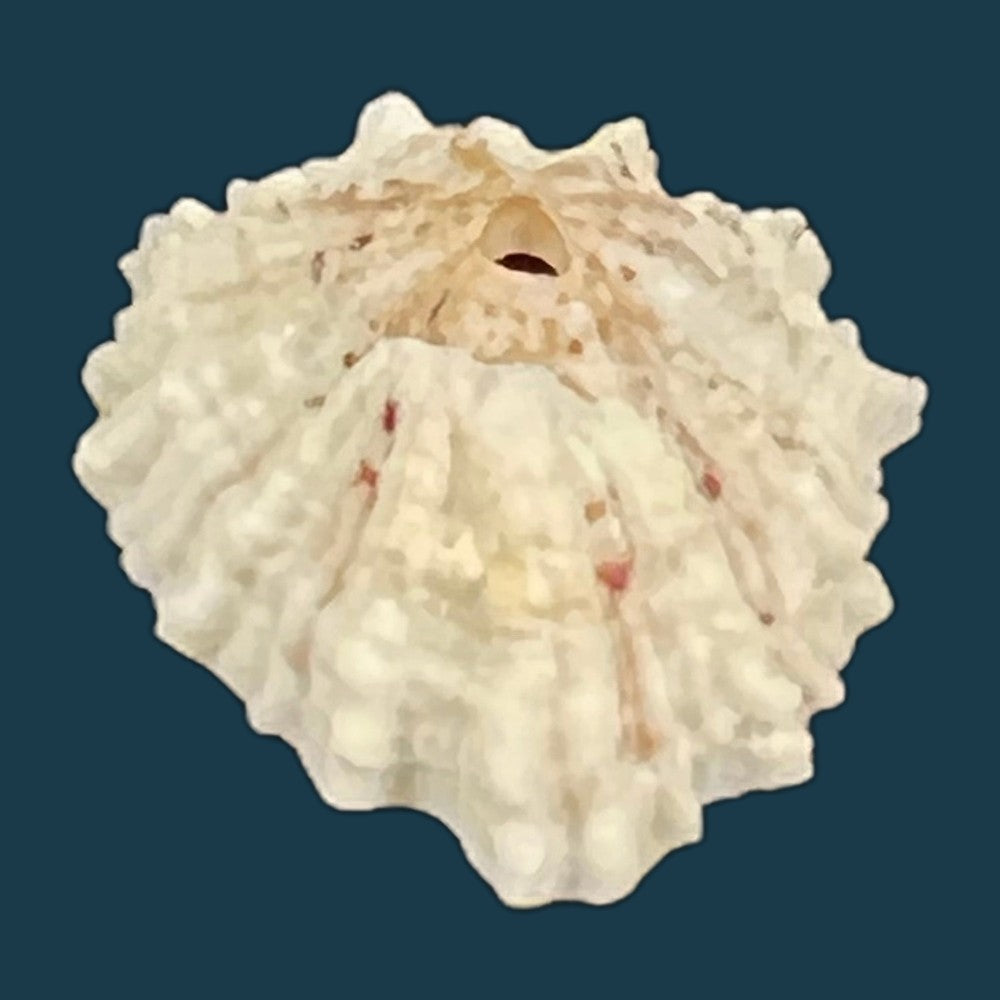 fissurella-barbadensis-gmelin-1791-copia