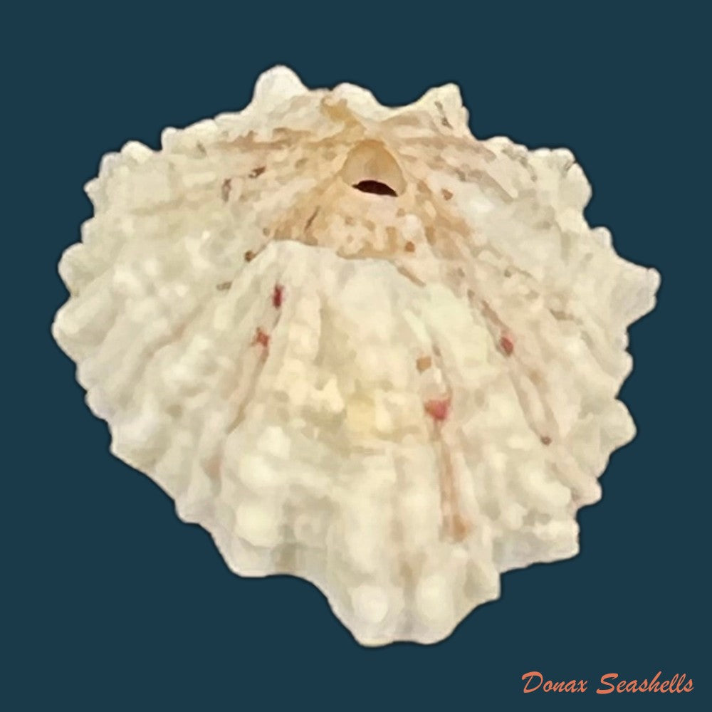 fissurella-barbadensis-gmelin-1791-copia