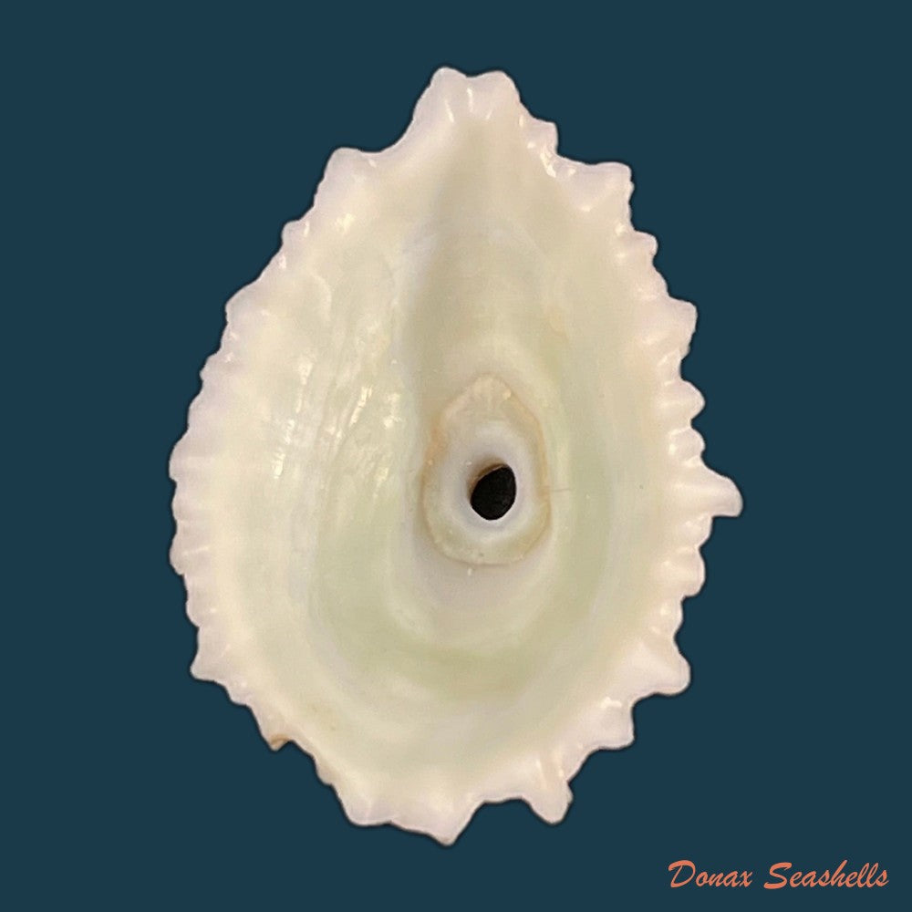 fissurella-barbadensis-gmelin-1791-copia