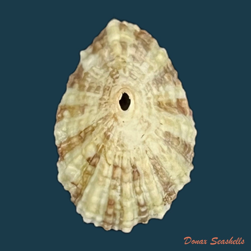 fissurella-clenchi-perez-farfante-1943-16-3mm-copia