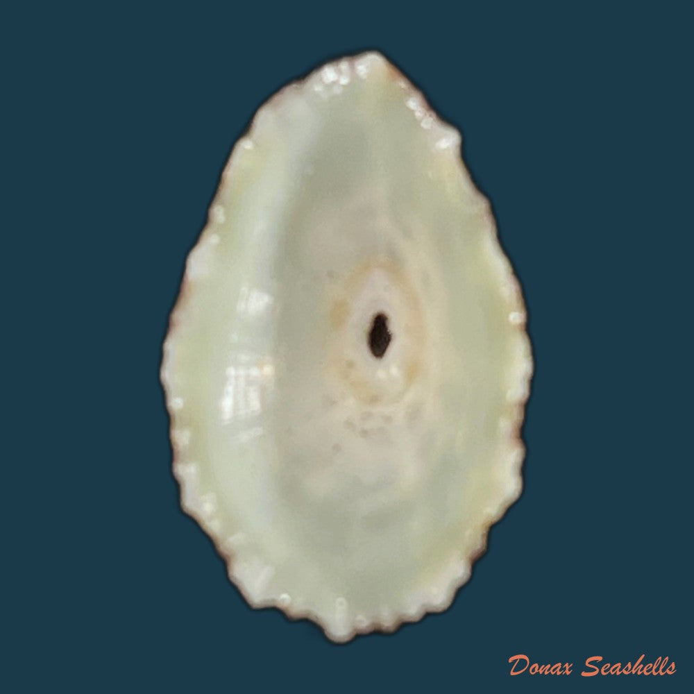 fissurella-clenchi-perez-farfante-1943-16-3mm-copia
