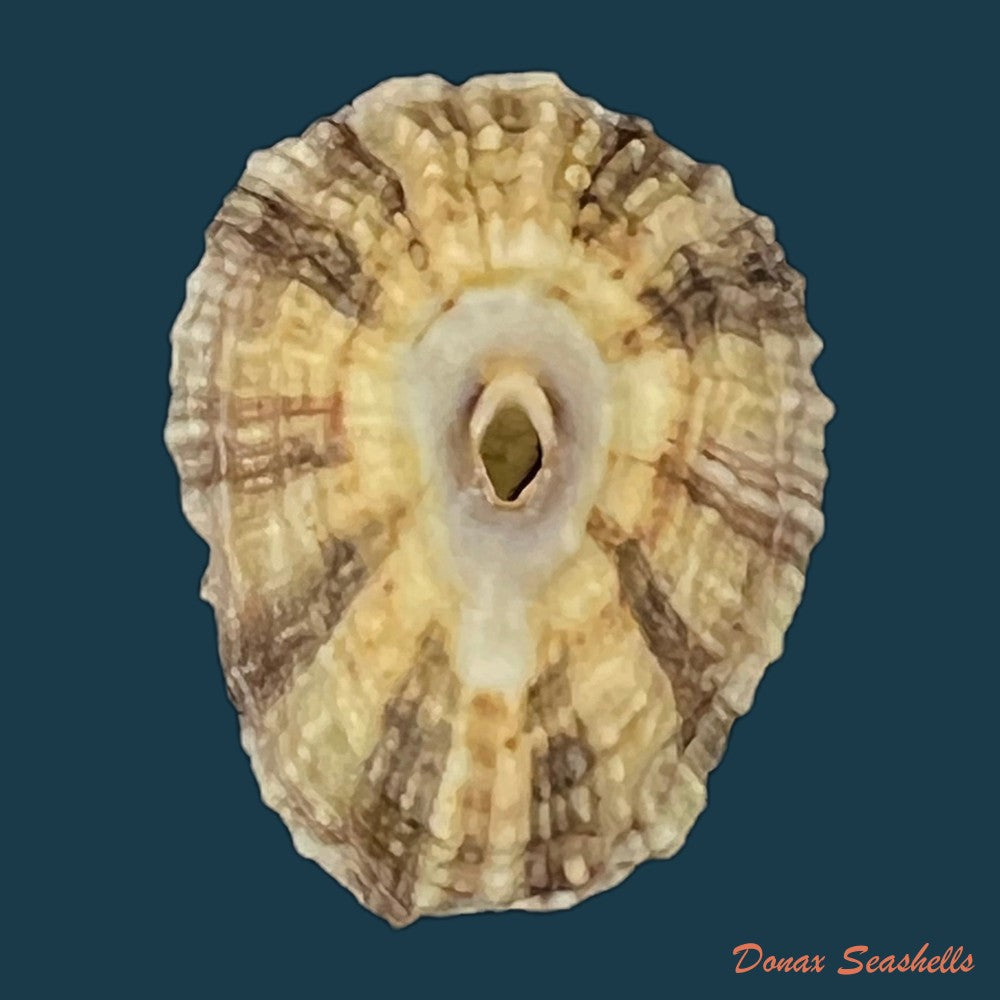 fissurella-clenchi-perez-farfante-1943-17-3mm-copia
