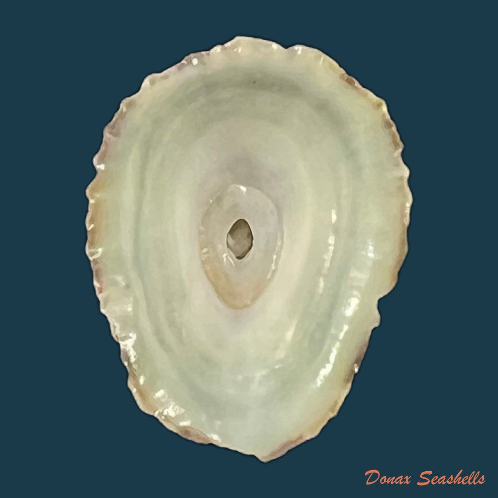 fissurella-clenchi-perez-farfante-1943-17-3mm-copia