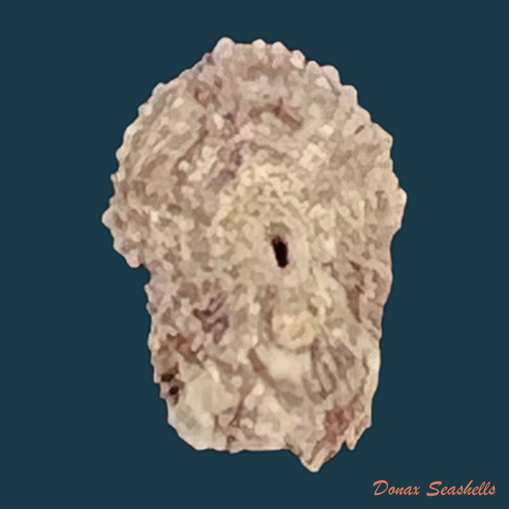 fissurella-microtrema-g-b-sowerby-i-1835-13-4mm-copia