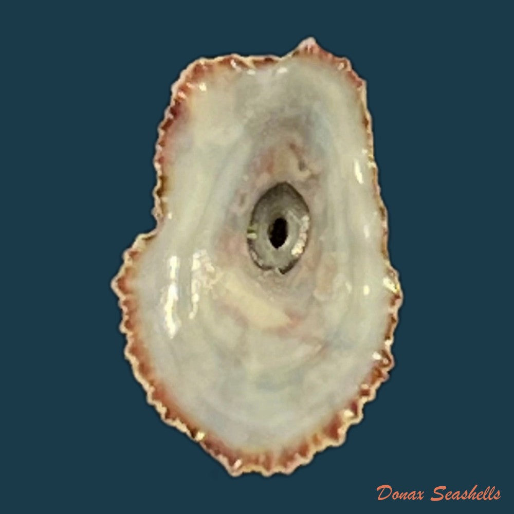 fissurella-microtrema-g-b-sowerby-i-1835-13-4mm-copia