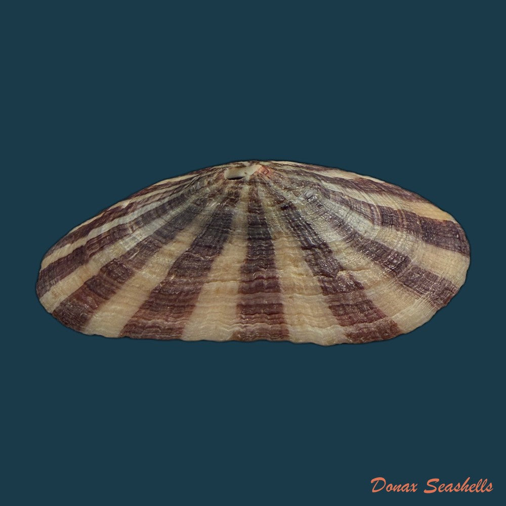 fissurella-nigra-r-p-lesson-1831-71-5mm-copia