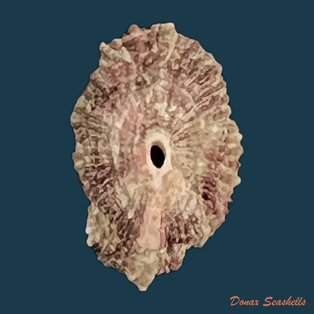 fissurella-nodosa-born-1778-copia