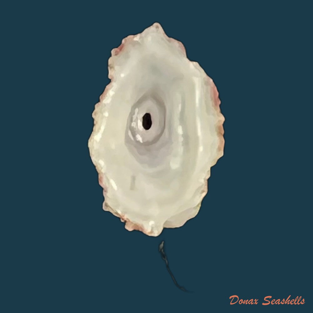 fissurella-nodosa-born-1778-copia