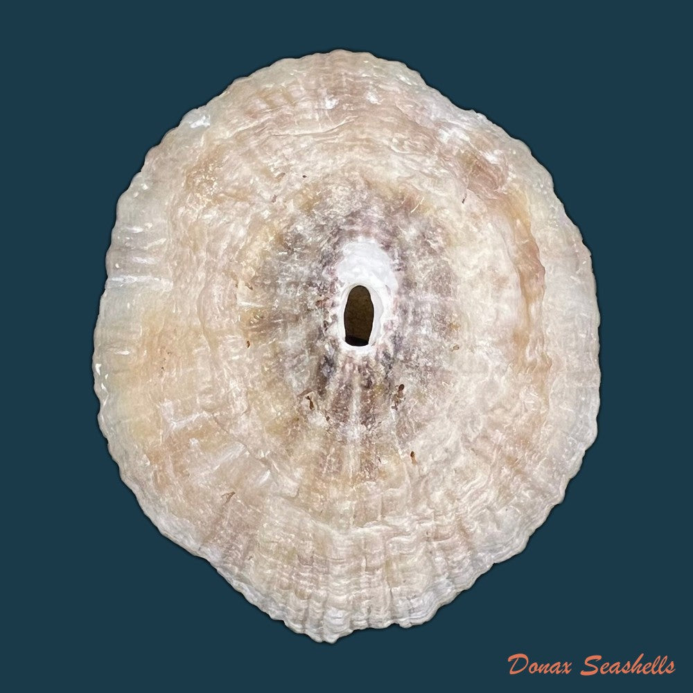 fissurella-nubecula-linnaeus-1758-copia