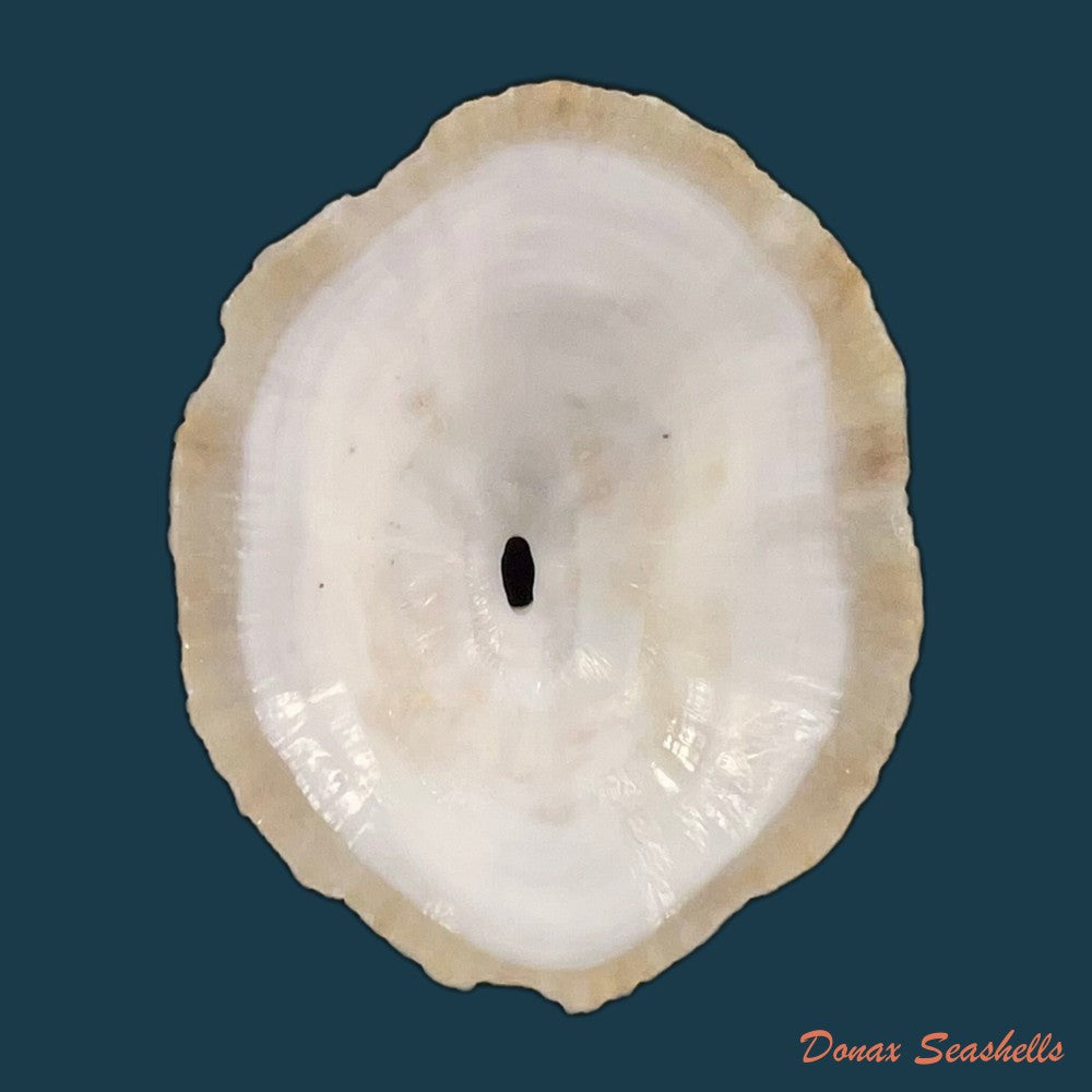 fissurella-nubecula-linnaeus-1758-copia