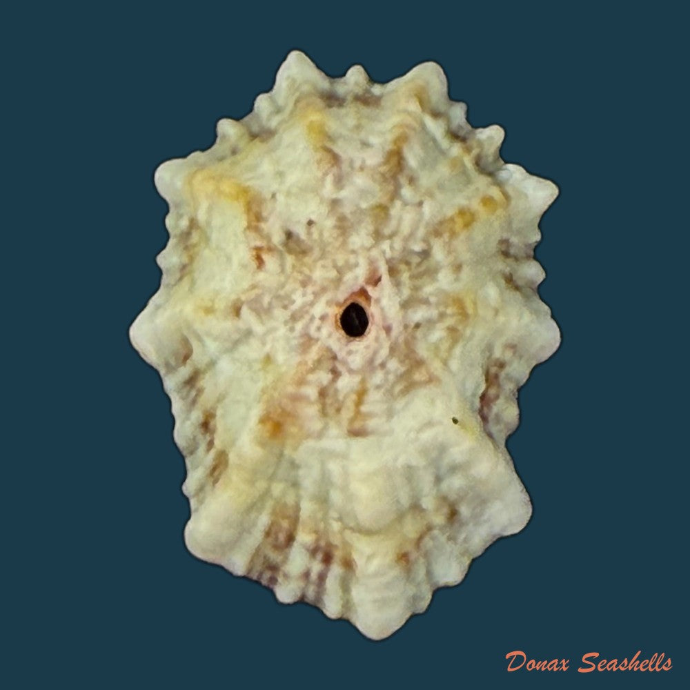 fissurella-pulchra-g-b-sowerby-i-1834-104-1mm-copia