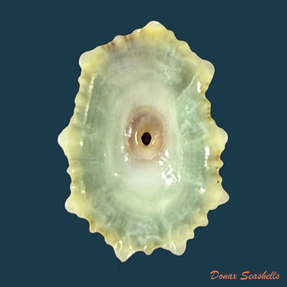fissurella-pulchra-g-b-sowerby-i-1834-104-1mm-copia