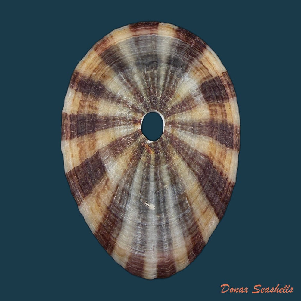 fissurella-pulchra-g-b-sowerby-i-1834-106-4mm-copia
