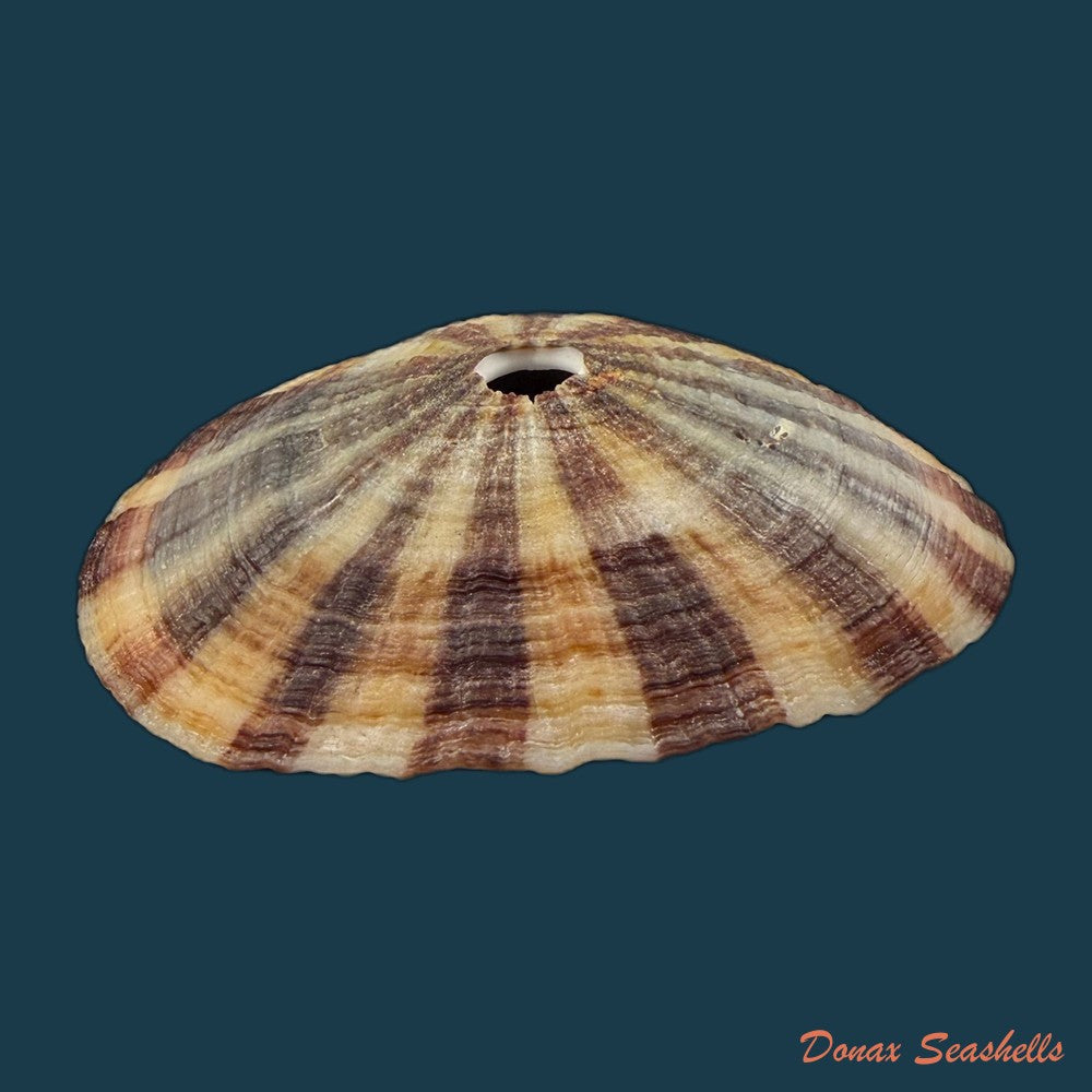 fissurella-pulchra-g-b-sowerby-i-1834-106-4mm-copia