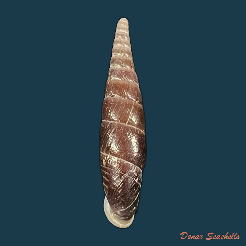 formosana-malleolata-h-nordsieck-2012-29-1mm-copia