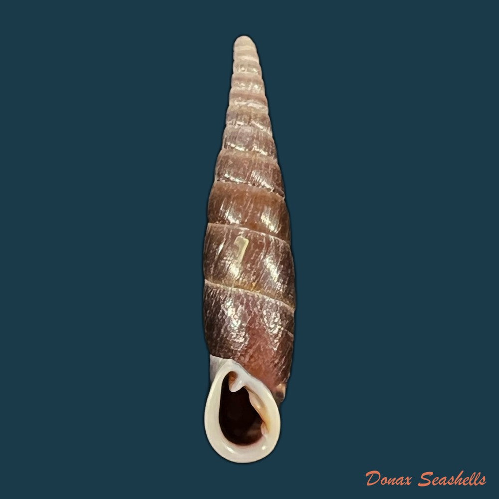 formosana-malleolata-h-nordsieck-2012-29-1mm-copia